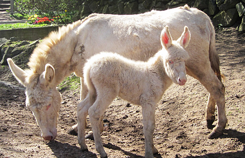 Zoo Stralsund